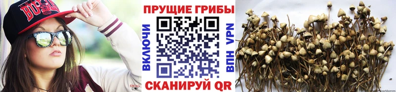Галлюциногенные грибы Cubensis Белебей